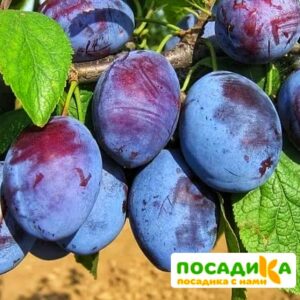 Слива Чачакская ранняя купить по цене от 229.00р. в интернет-магазине «Посадика» с доставкой почтой в в Полярныйе и по всей России – [изображение №1].