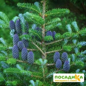 Пихта корейская (Abies koreana) купить по цене от 450.00р. в интернет-магазине «Посадика» с доставкой почтой в в Полярныйе и по всей России – [изображение №1].