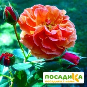 Роза Арабия купить по цене от 350.00р. в интернет-магазине «Посадика» с доставкой почтой в в Полярныйе и по всей России – [изображение №1].