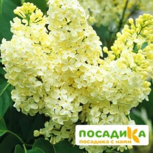 Сирень Примроуз (Primrose) купить по цене от 529.00р. в интернет-магазине «Посадика» с доставкой почтой в в Полярныйе и по всей России – [изображение №1].