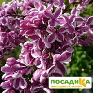 Сирень Сенсация купить по цене от 529.00р. в интернет-магазине «Посадика» с доставкой почтой в в Полярныйе и по всей России – [изображение №1].