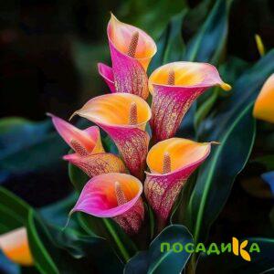 Калла Оникс купить по цене от 450р. в интернет-магазине «Посадика» с доставкой почтой в в Полярныйе и по всей России – [изображение №1].
