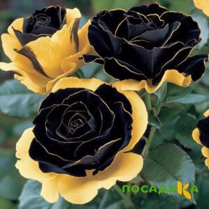 Роза Ханни Сикл купить по цене от 700р. в интернет-магазине «Посадика» с доставкой почтой в в Полярныйе и по всей России – [изображение №1].