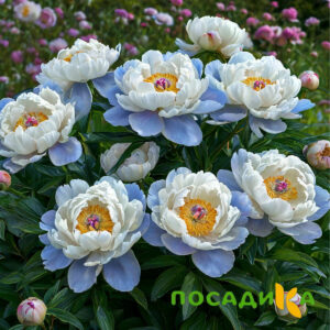 Пион акварельный Этюд купить по цене от 806р. в интернет-магазине «Посадика» с доставкой почтой в в Полярныйе и по всей России – [изображение №1].
