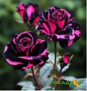 Роза Багровый Шепот купить по цене от 366р. в интернет-магазине «Посадика» с доставкой почтой в в Полярныйе и по всей России – [изображение №1].