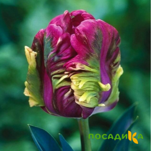 Тюльпан Экзотик Хэвен купить по цене от 186р. в интернет-магазине «Посадика» с доставкой почтой в в Полярныйе и по всей России – [изображение №1].
