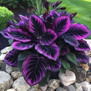 Хоста Люминоза купить по цене от 450р. в интернет-магазине «Посадика» с доставкой почтой в в Полярныйе и по всей России – [изображение №1].