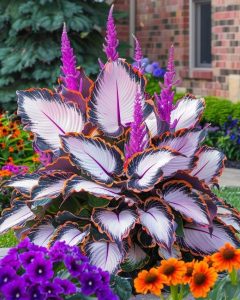 Хоста Кримэн Дрим купить по цене от 549р. в интернет-магазине «Посадика» с доставкой почтой в в Полярныйе и по всей России – [изображение №1].