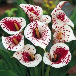 Калла Эмпайр купить по цене от 302р. в интернет-магазине «Посадика» с доставкой почтой в в Полярныйе и по всей России – [изображение №1].