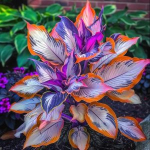 Хоста Эмеральд Тиара купить по цене от 602р. в интернет-магазине «Посадика» с доставкой почтой в в Полярныйе и по всей России – [изображение №1].