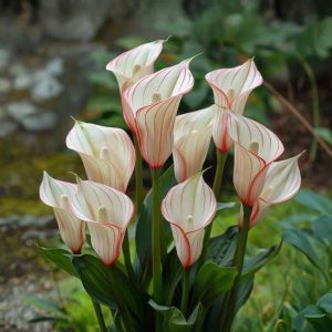 Калла Глейшер купить по цене от 299р. в интернет-магазине «Посадика» с доставкой почтой в в Полярныйе и по всей России – [изображение №1].