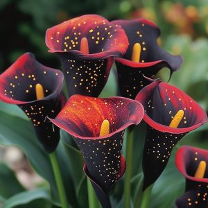 Калла Нуар купить по цене от 299р. в интернет-магазине «Посадика» с доставкой почтой в в Полярныйе и по всей России – [изображение №1].