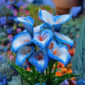 Калла Портрейт купить по цене от 292р. в интернет-магазине «Посадика» с доставкой почтой в в Полярныйе и по всей России – [изображение №1].