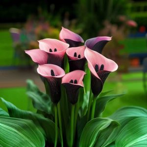 Калла Энигма купить по цене от 291р. в интернет-магазине «Посадика» с доставкой почтой в в Полярныйе и по всей России – [изображение №1].