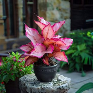 Хоста Розовая Симфония купить по цене от 800р. в интернет-магазине «Посадика» с доставкой почтой в в Полярныйе и по всей России – [изображение №1].