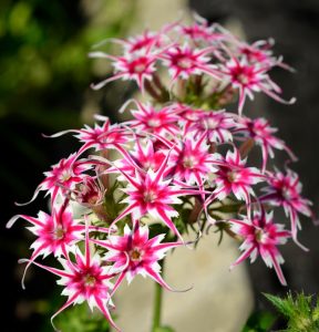 Флокс Метельчатый Путь купить по цене от 456р. в интернет-магазине «Посадика» с доставкой почтой в в Полярныйе и по всей России – [изображение №1].