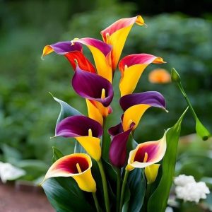 Калла Кристалл купить по цене от 450р. в интернет-магазине «Посадика» с доставкой почтой в в Полярныйе и по всей России – [изображение №1].