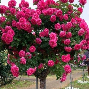 Роза Версаля купить по цене от 232р. в интернет-магазине «Посадика» с доставкой почтой в в Полярныйе и по всей России – [изображение №1].