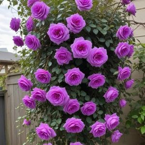 Роза Мистик Уайт купить по цене от 620р. в интернет-магазине «Посадика» с доставкой почтой в в Полярныйе и по всей России – [изображение №1].