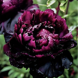 Пион Темный Сад купить по цене от 421р. в интернет-магазине «Посадика» с доставкой почтой в в Полярныйе и по всей России – [изображение №1].