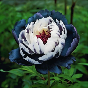 Пион Древовидный Инь-Янь купить по цене от 419р. в интернет-магазине «Посадика» с доставкой почтой в в Полярныйе и по всей России – [изображение №1].