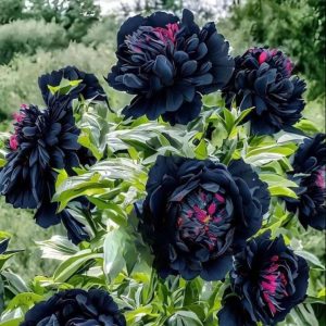 Пион древовидный Сердце Афродиты купить по цене от 600р. в интернет-магазине «Посадика» с доставкой почтой в в Полярныйе и по всей России – [изображение №1].