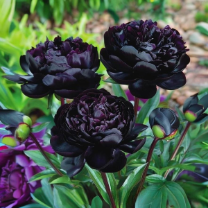 Пион Королевский Бархат купить по цене от 419р. в интернет-магазине «Посадика» с доставкой почтой в в Полярныйе и по всей России – [изображение №1].