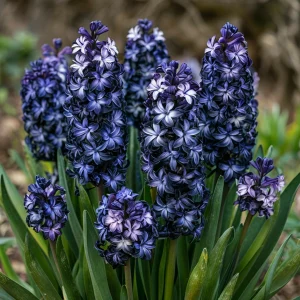 Гиацинт Блум Клауд купить по цене от 2099р. в интернет-магазине «Посадика» с доставкой почтой в в Полярныйе и по всей России – [изображение №1].