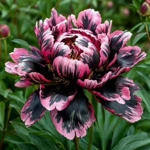 Пион Дроп Руби купить по цене от 469р. в интернет-магазине «Посадика» с доставкой почтой в в Полярныйе и по всей России – [изображение №1].