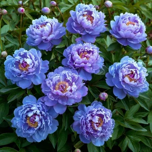 Пион Голубой лотос купить по цене от 590р. в интернет-магазине «Посадика» с доставкой почтой в в Полярныйе и по всей России – [изображение №1].