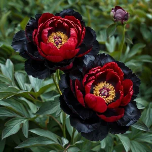 Пион Эбеновый Рубин купить по цене от 419р. в интернет-магазине «Посадика» с доставкой почтой в в Полярныйе и по всей России – [изображение №1].