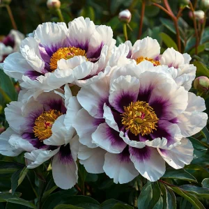 Пион Эко Саммер купить по цене от 548р. в интернет-магазине «Посадика» с доставкой почтой в в Полярныйе и по всей России – [изображение №1].