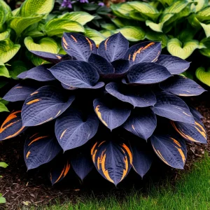 Хоста Умбра купить по цене от 349р. в интернет-магазине «Посадика» с доставкой почтой в в Полярныйе и по всей России – [изображение №1].