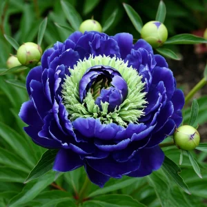 Пион Дримвивер купить по цене от 417р. в интернет-магазине «Посадика» с доставкой почтой в в Полярныйе и по всей России – [изображение №1].