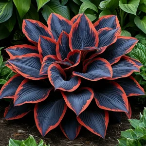 Хоста Солнечный Агат купить по цене от 440р. в интернет-магазине «Посадика» с доставкой почтой в в Полярныйе и по всей России – [изображение №1].