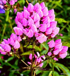 Флокс Бутоник купить по цене от 461р. в интернет-магазине «Посадика» с доставкой почтой в в Полярныйе и по всей России – [изображение №1].