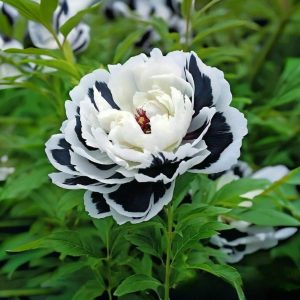 Пион Монохромный Шик купить по цене от 429р. в интернет-магазине «Посадика» с доставкой почтой в в Полярныйе и по всей России – [изображение №1].