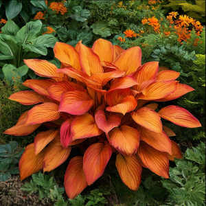 Хоста Солнечный Нектар купить по цене от 605р. в интернет-магазине «Посадика» с доставкой почтой в в Полярныйе и по всей России – [изображение №1].