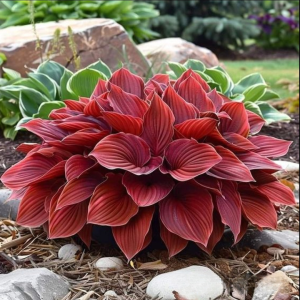 Хоста Рэд Эйнджл купить по цене от 549р. в интернет-магазине «Посадика» с доставкой почтой в в Полярныйе и по всей России – [изображение №1].