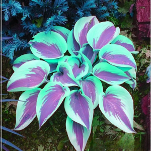 Хоста Висперин Бьюти купить по цене от 379р. в интернет-магазине «Посадика» с доставкой почтой в в Полярныйе и по всей России – [изображение №1].