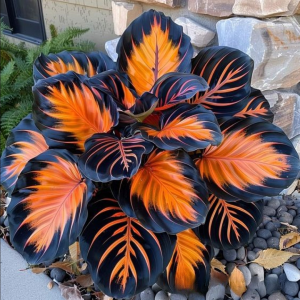 Хоста Сикрет Форест купить по цене от 601р. в интернет-магазине «Посадика» с доставкой почтой в в Полярныйе и по всей России – [изображение №1].