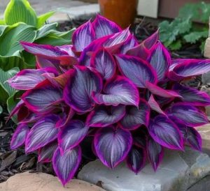 Хоста Сикрет Гарденс купить по цене от 549р. в интернет-магазине «Посадика» с доставкой почтой в в Полярныйе и по всей России – [изображение №1].