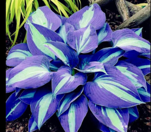 Хоста Аурелия купить по цене от 450р. в интернет-магазине «Посадика» с доставкой почтой в в Полярныйе и по всей России – [изображение №1].