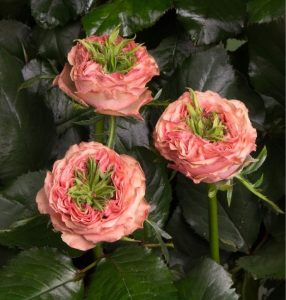 Роза Амбер Инчант купить по цене от 495р. в интернет-магазине «Посадика» с доставкой почтой в в Полярныйе и по всей России – [изображение №1].