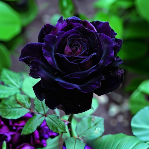 Роза Блэк Пантер купить по цене от 319р. в интернет-магазине «Посадика» с доставкой почтой в в Полярныйе и по всей России – [изображение №1].