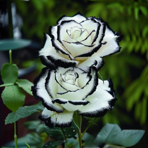 Роза Силк Ивин купить по цене от 319р. в интернет-магазине «Посадика» с доставкой почтой в в Полярныйе и по всей России – [изображение №1].