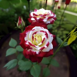 Роза Роял Глом купить по цене от 401р. в интернет-магазине «Посадика» с доставкой почтой в в Полярныйе и по всей России – [изображение №1].