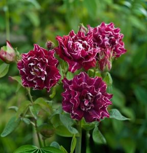 Роза Опаловый Пейзаж купить по цене от 490р. в интернет-магазине «Посадика» с доставкой почтой в в Полярныйе и по всей России – [изображение №1].