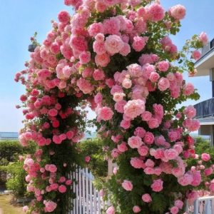 Роза Пастель Розе купить по цене от 605р. в интернет-магазине «Посадика» с доставкой почтой в в Полярныйе и по всей России – [изображение №1].