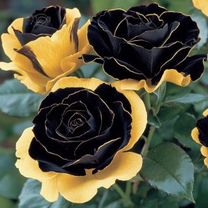 Роза Ханни Сикл купить по цене от 700р. в интернет-магазине «Посадика» с доставкой почтой в в Полярныйе и по всей России – [изображение №1].